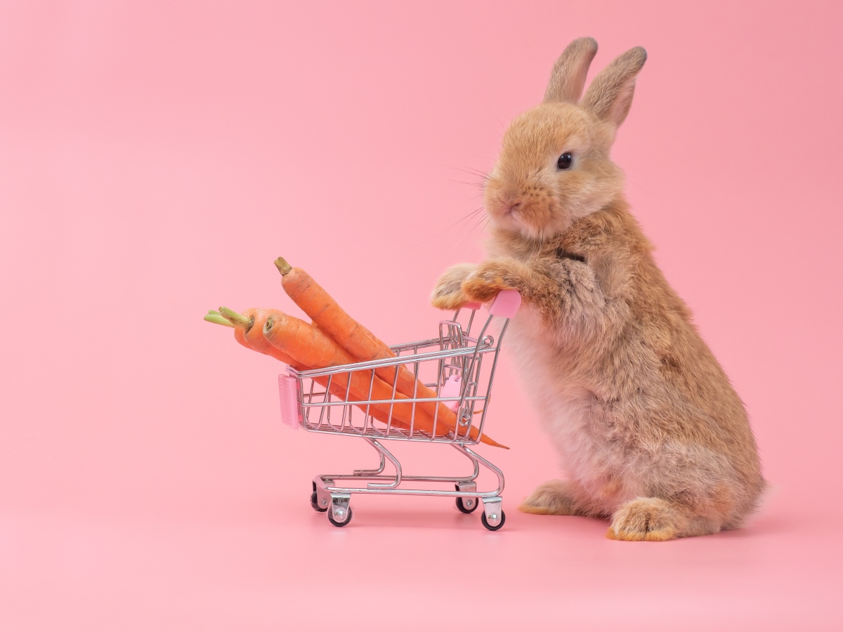 Bunny shopping. Вещи вещи кролики для детей. Кролик на sup. Bunny shop. Кролик стенд 7 часть.